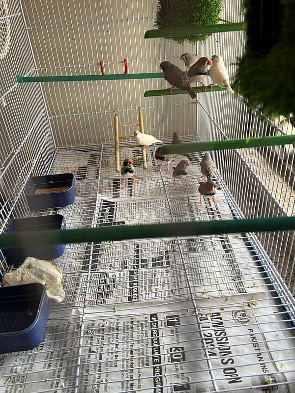 For sale more then 35 Finches, Zebra and Penguin Finches,Cage included 4