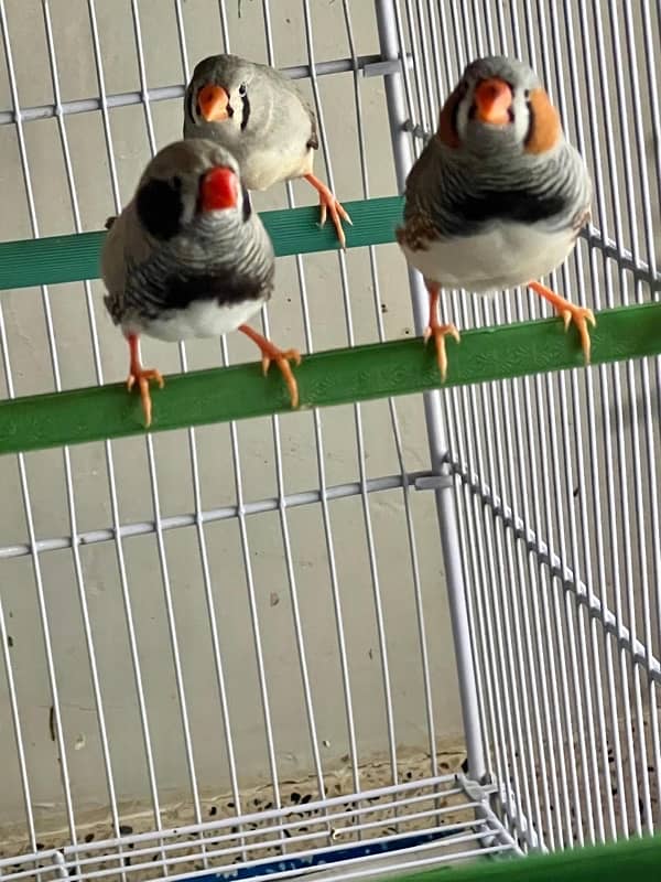 For sale more then 35 Finches, Zebra and Penguin Finches,Cage included 5