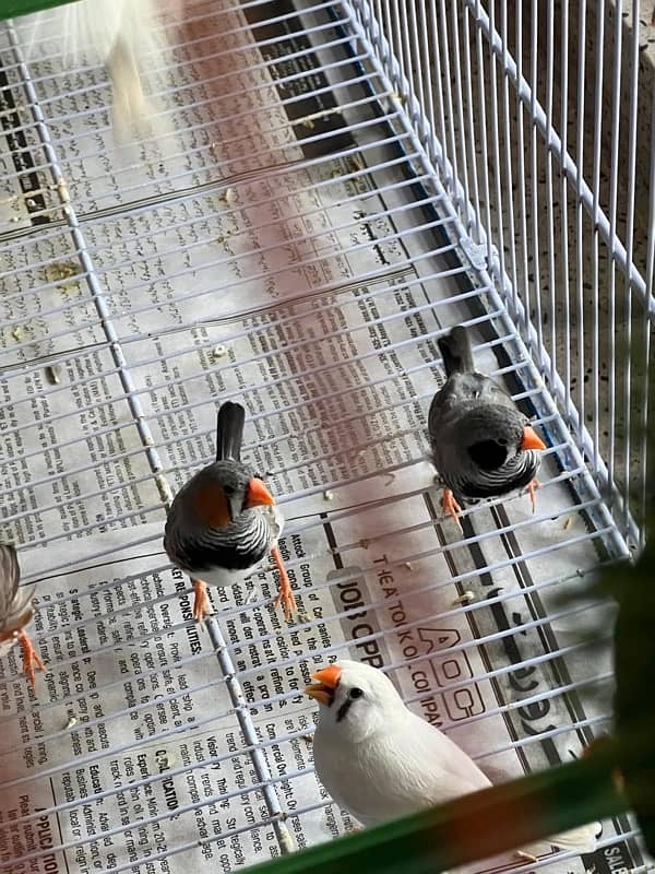 For sale more then 35 Finches, Zebra and Penguin Finches,Cage included 6