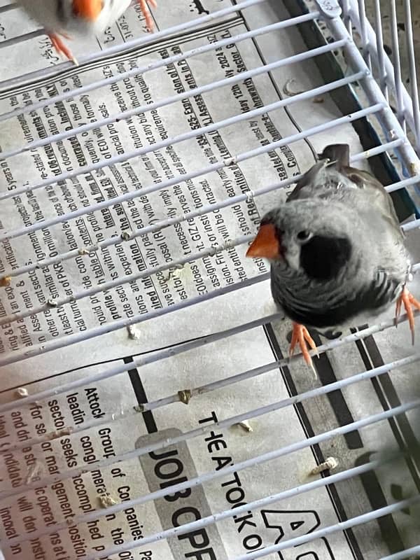 For sale more then 35 Finches, Zebra and Penguin Finches,Cage included 7