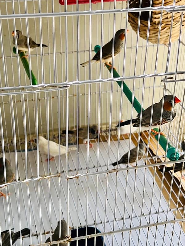 For sale more then 35 Finches, Zebra and Penguin Finches,Cage included 8