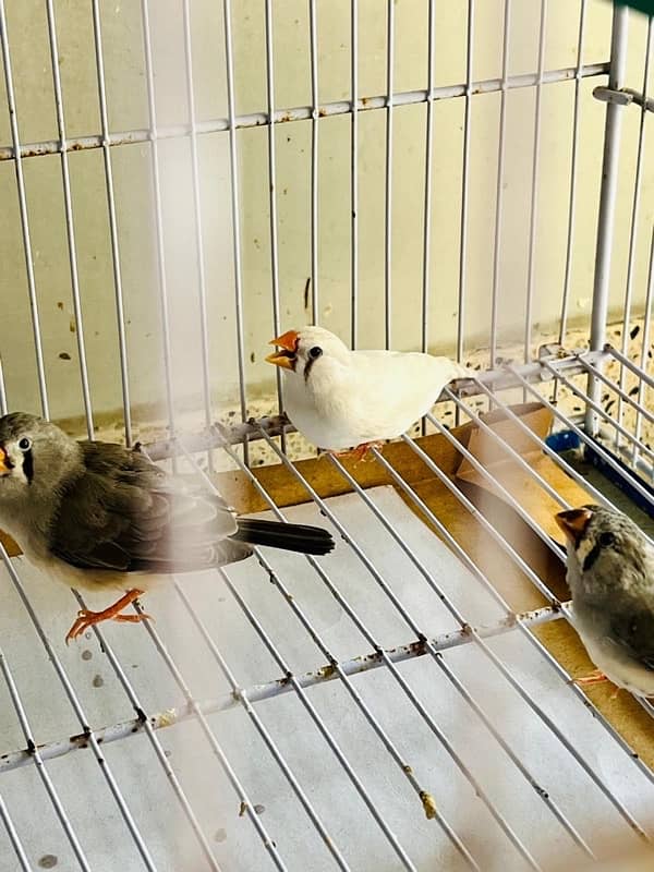 For sale more then 35 Finches, Zebra and Penguin Finches,Cage included 9