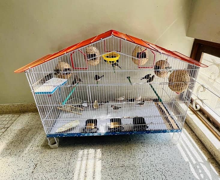 For sale more then 35 Finches, Zebra and Penguin Finches,Cage included 11