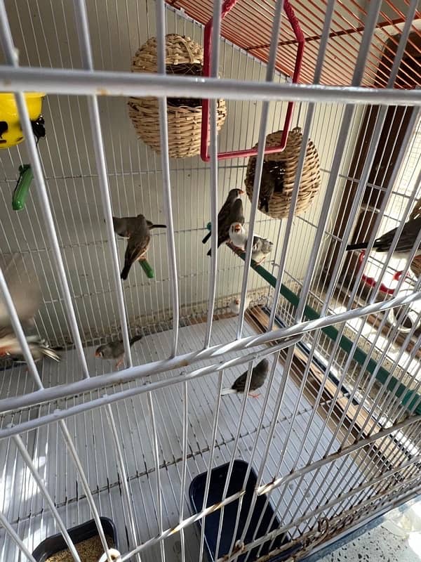 For sale more then 35 Finches, Zebra and Penguin Finches,Cage included 12