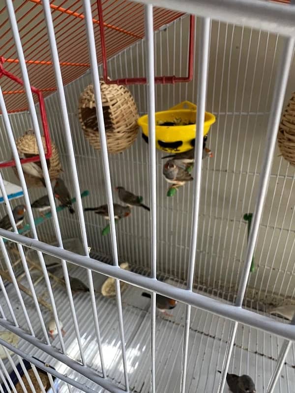 For sale more then 35 Finches, Zebra and Penguin Finches,Cage included 13