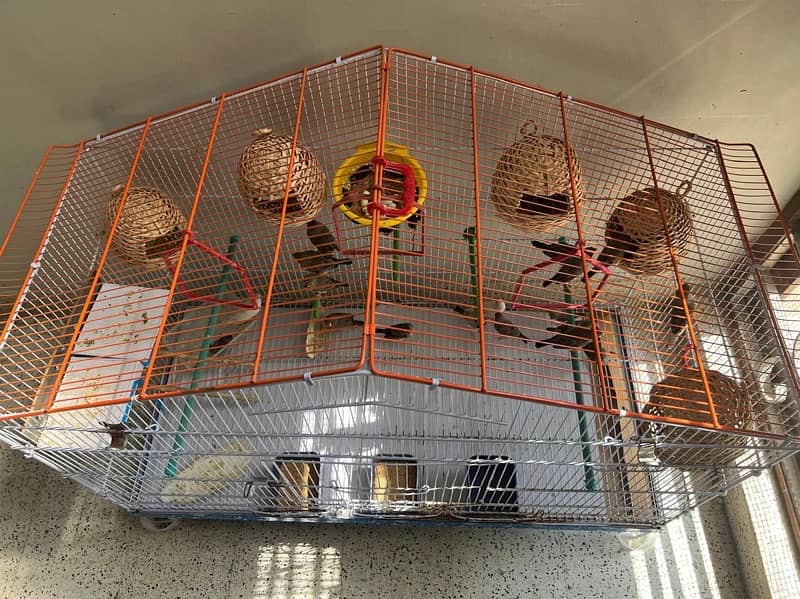 For sale more then 35 Finches, Zebra and Penguin Finches,Cage included 15