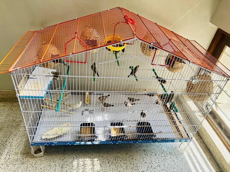 For sale more then 35 Finches, Zebra and Penguin Finches,Cage included 17