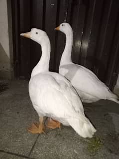 big duck pair 4000 number 0321 77 77 2 33