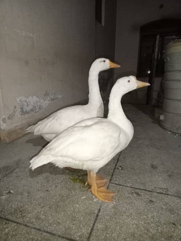 big duck pair 4000 number 0321 77 77 2 33 1