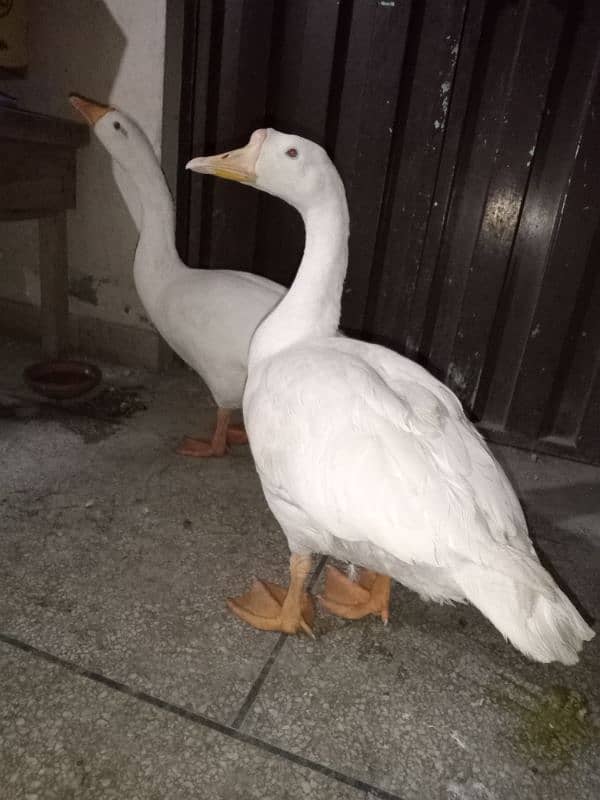 big duck pair 4000 number 0321 77 77 2 33 2