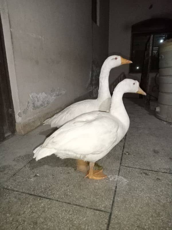 big duck pair 4000 number 0321 77 77 2 33 3