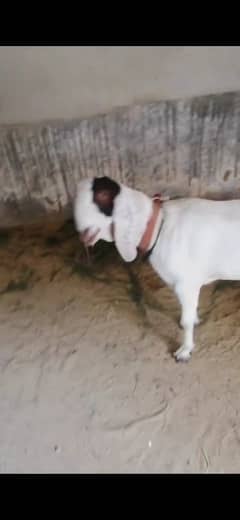 4 Dant bakri