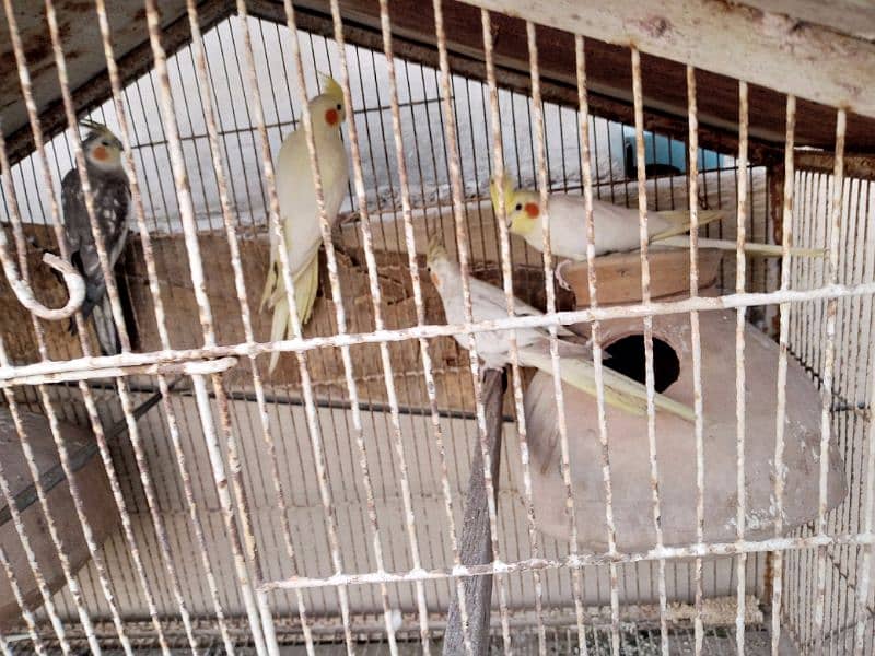 cockatiel breeder pair for sale 0