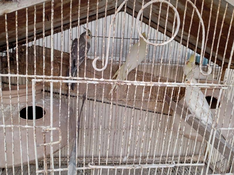 cockatiel breeder pair for sale 1