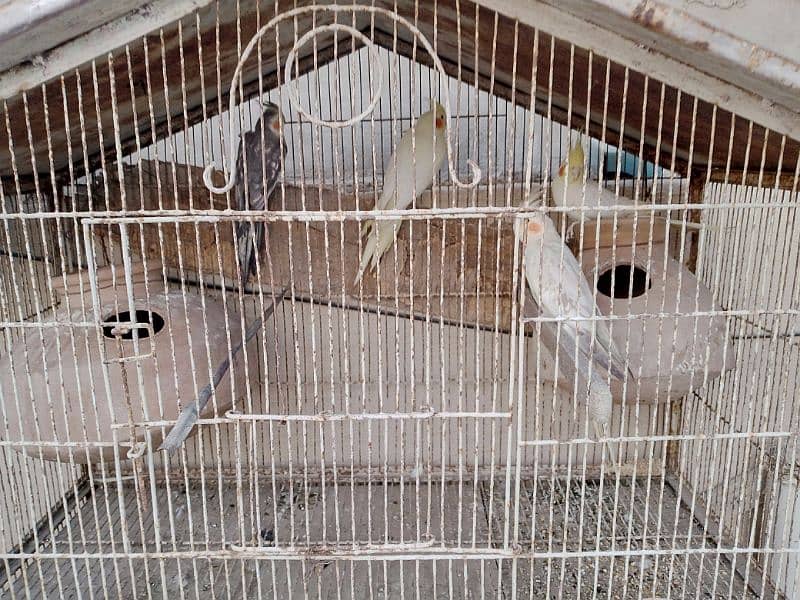 cockatiel breeder pair for sale 2