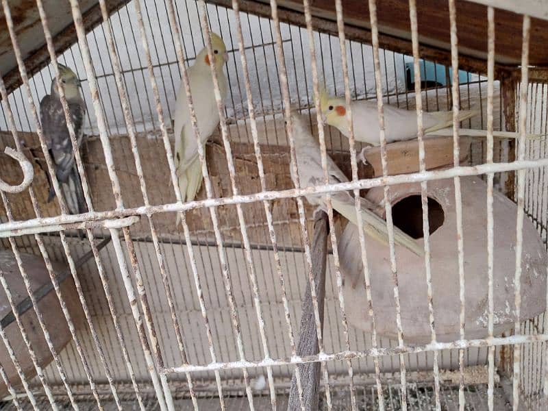 cockatiel breeder pair for sale 3