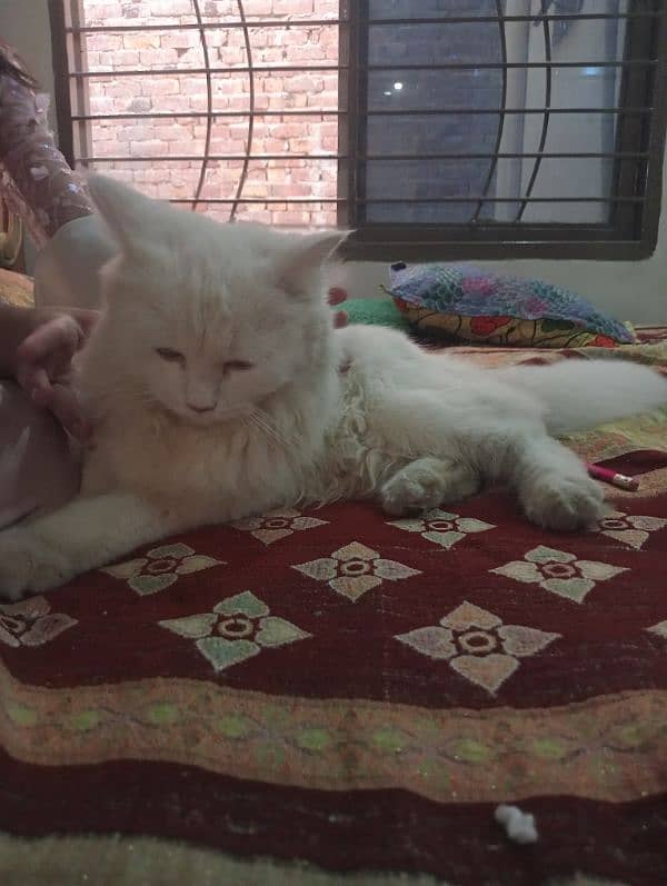 White Persian cat  tripple coated 0