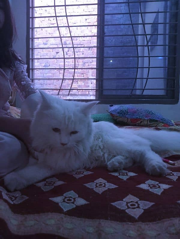 White Persian cat  tripple coated 1