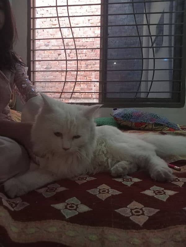 White Persian cat  tripple coated 2