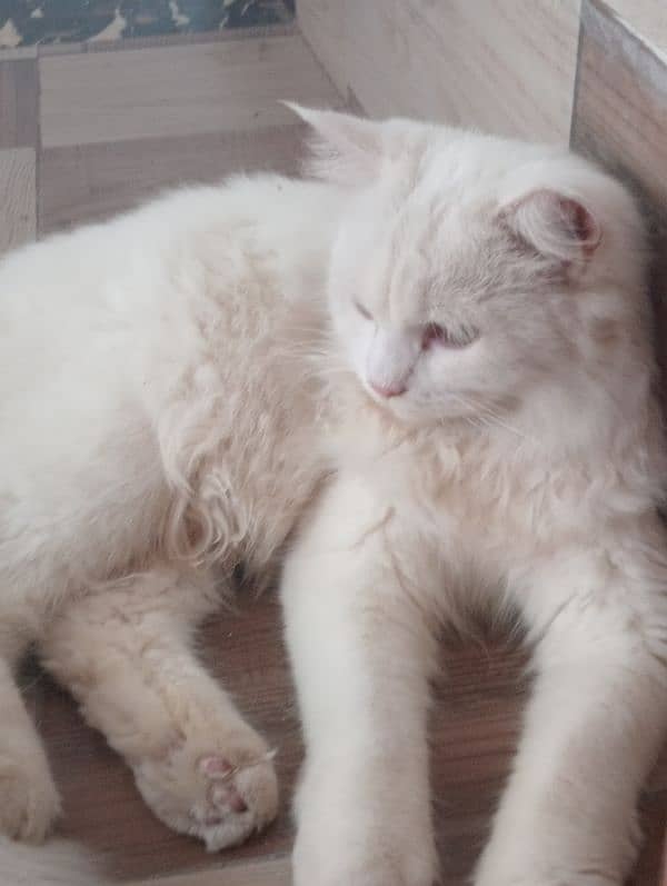 White Persian cat  tripple coated 3