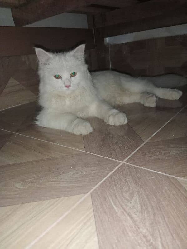 White Persian cat  tripple coated 4