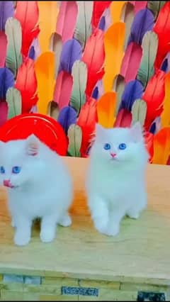 Persian Cat For Sale 2 Month Age Pair