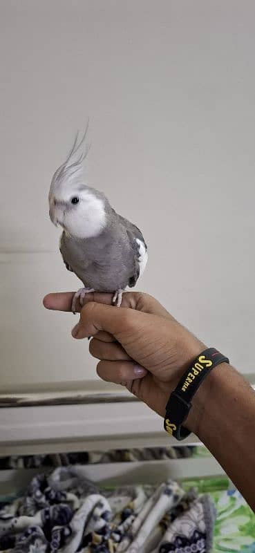 Cockatiel white pair 2