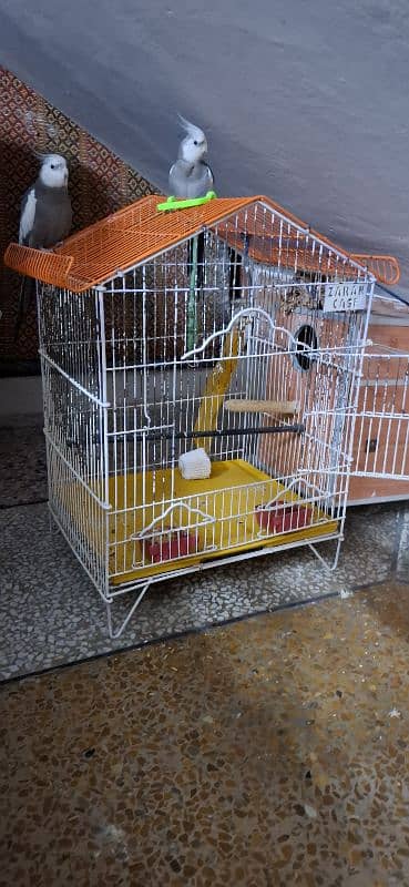 Cockatiel white pair 3