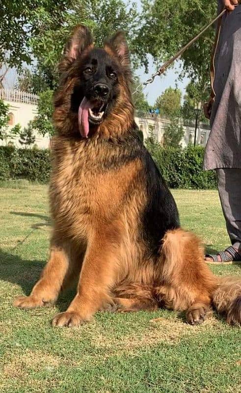 German shepherd My WhatsApp number 03001868066 1