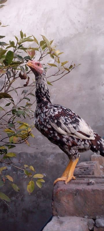 aseel hens for sale 0