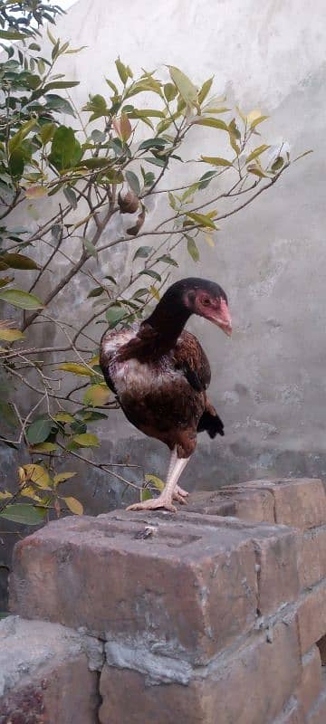 aseel hens for sale 1