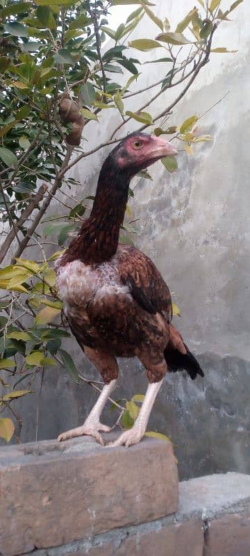 aseel hens for sale 2