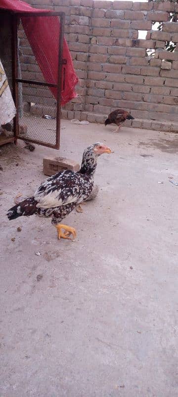 aseel hens for sale 3