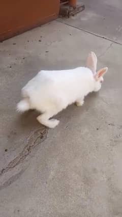 Rabbits pair for sale