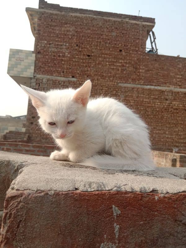 odd blue eyes and lite gray  (kitten baby) 0