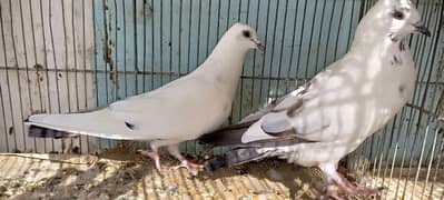 pigeons