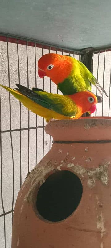 green opline fisher lovebirds 2