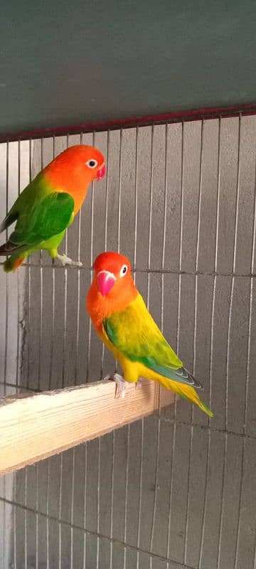 green opline fisher lovebirds 4