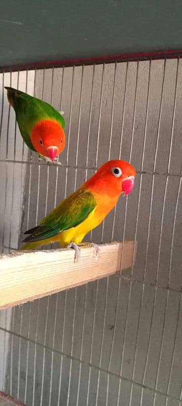 green opline fisher lovebirds 5