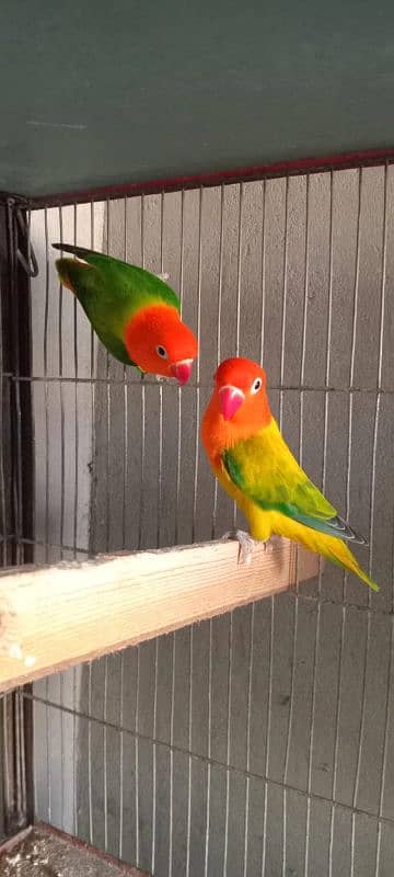 green opline fisher lovebirds 0