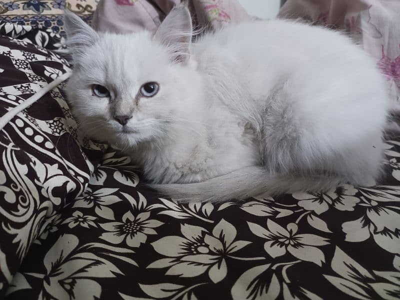 Persian cat 1