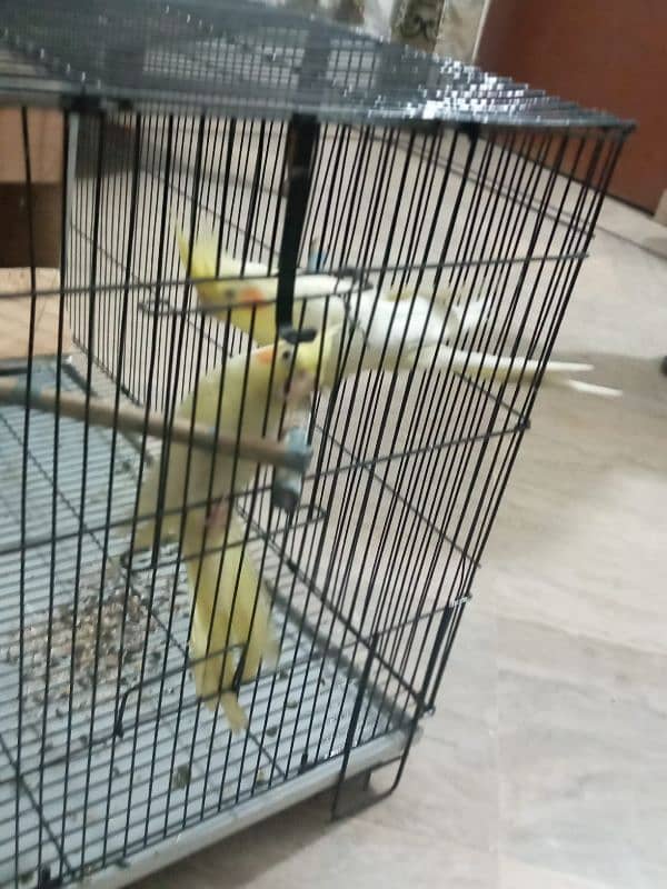 Cocktail Parrot For Sale 0