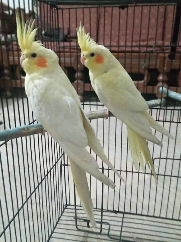 Cocktail Parrot For Sale 1