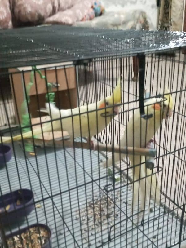 Cocktail Parrot For Sale 2