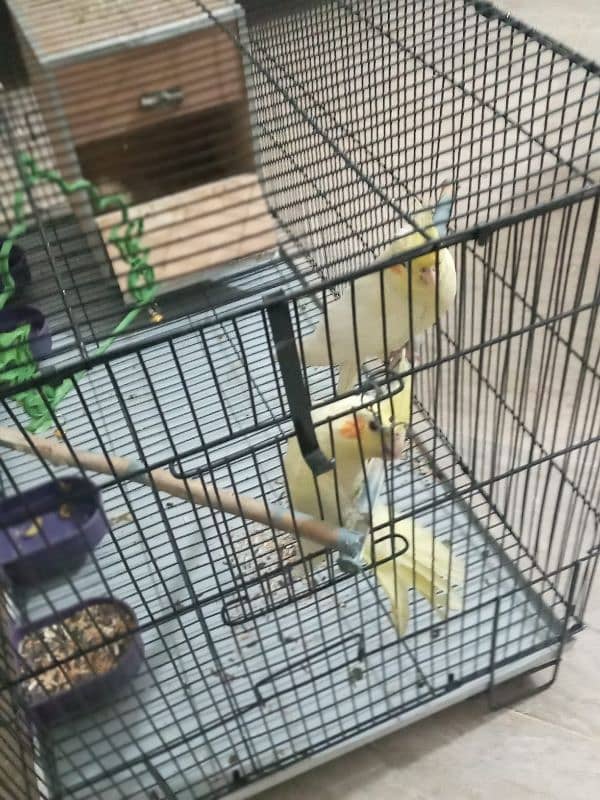 Cocktail Parrot For Sale 3