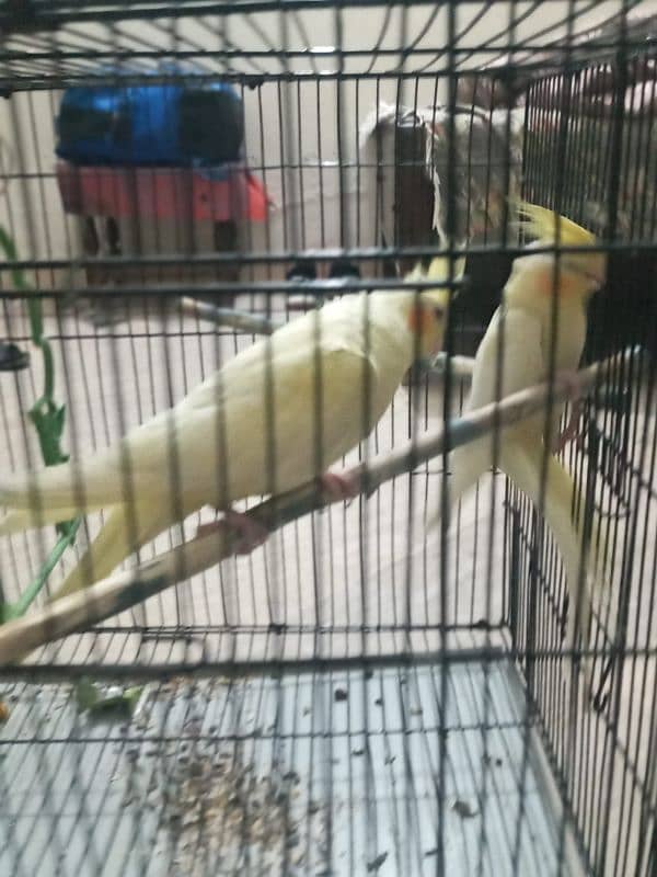 Cocktail Parrot For Sale 4