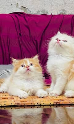 Persian cat for sale only WhatsApp number0327=4272440