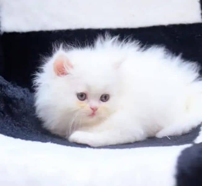 Persian cat for sale only WhatsApp number0327=4272440 1