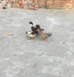 Egg Breading Desi Duck Pair