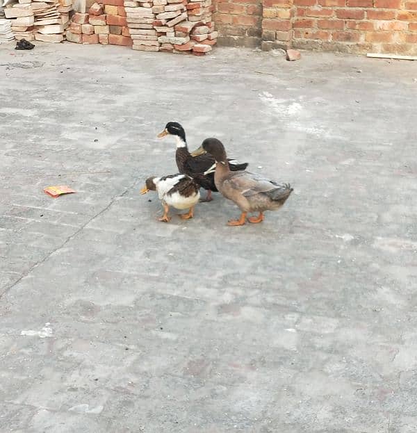 Egg Breading Desi Duck Pair 0